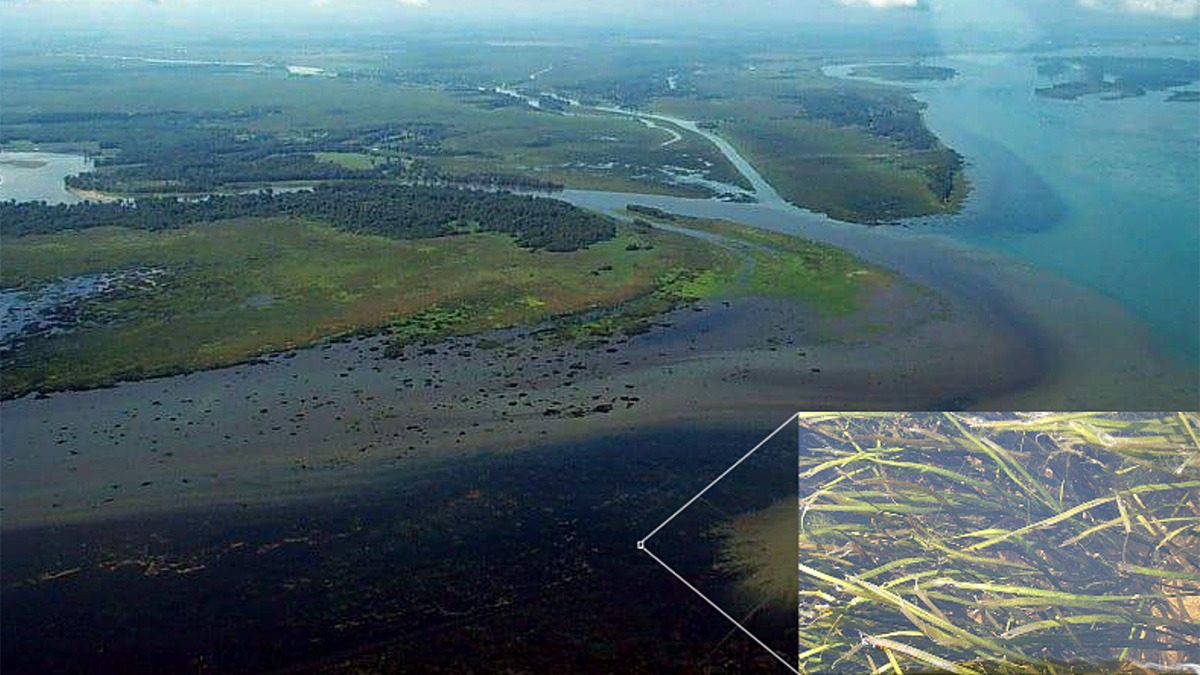 Aerial view of tributaries entering a larger river with an inset close-up of aquatic plants