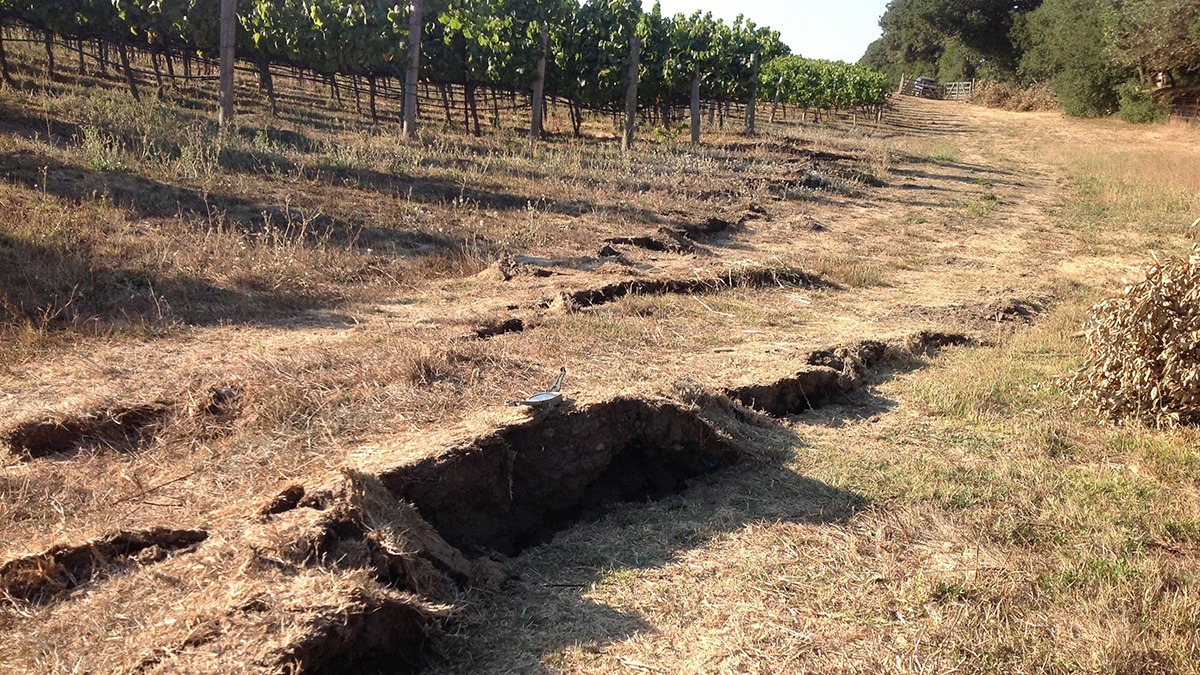 A steplike fracture in the soil in the foreground of a vineyard