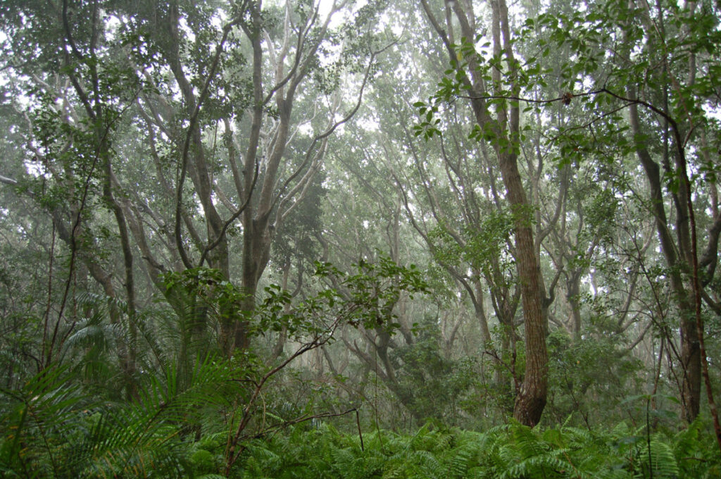 Mist permeates a lush rain forest in Tanzania