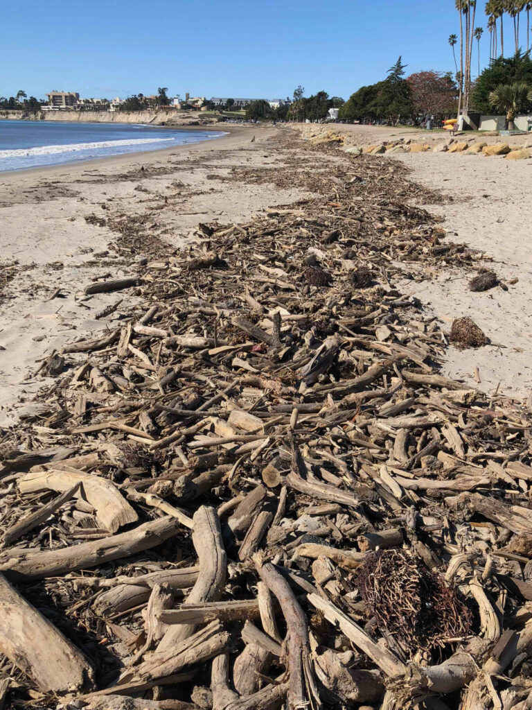 Woody debris lines Goleta Beach, Calif.