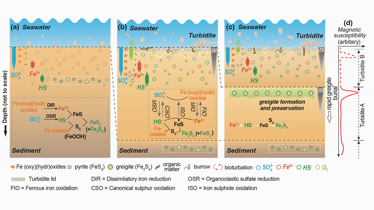 Diagram showing the formation and preservation of the iron sulfide greigite in bioturbidated anoxic sediments.