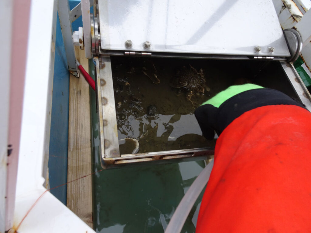 A researcher examines muddy sediment from the Arctic seafloor.