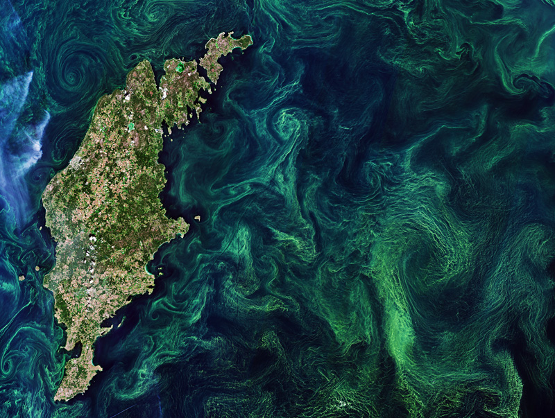 Green algae swirls in the Baltic Sea in a satellite image.