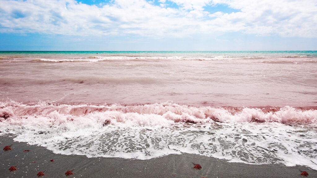A red tide washes over a Florida beach.