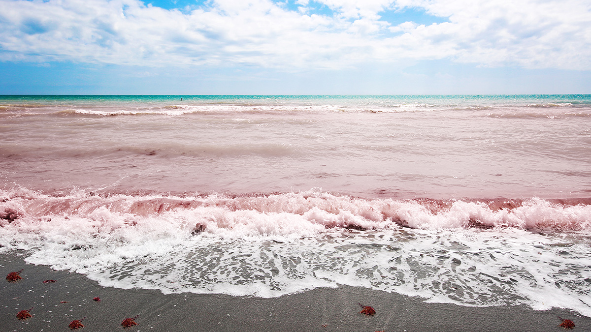 A red tide washes over a Florida beach.