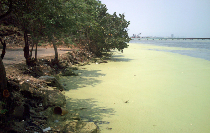 Thick green duckweed coats the shore of Lake Maracaibo in Venezuela.