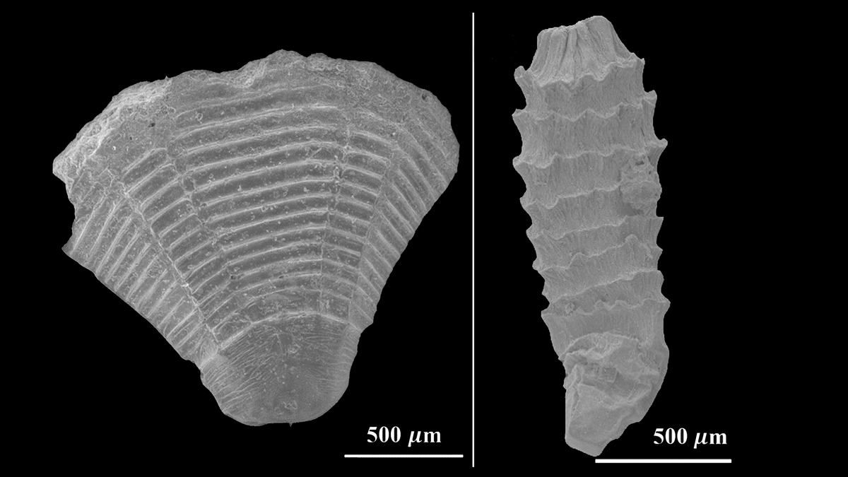 Magnified black-and-white images of two fossils.