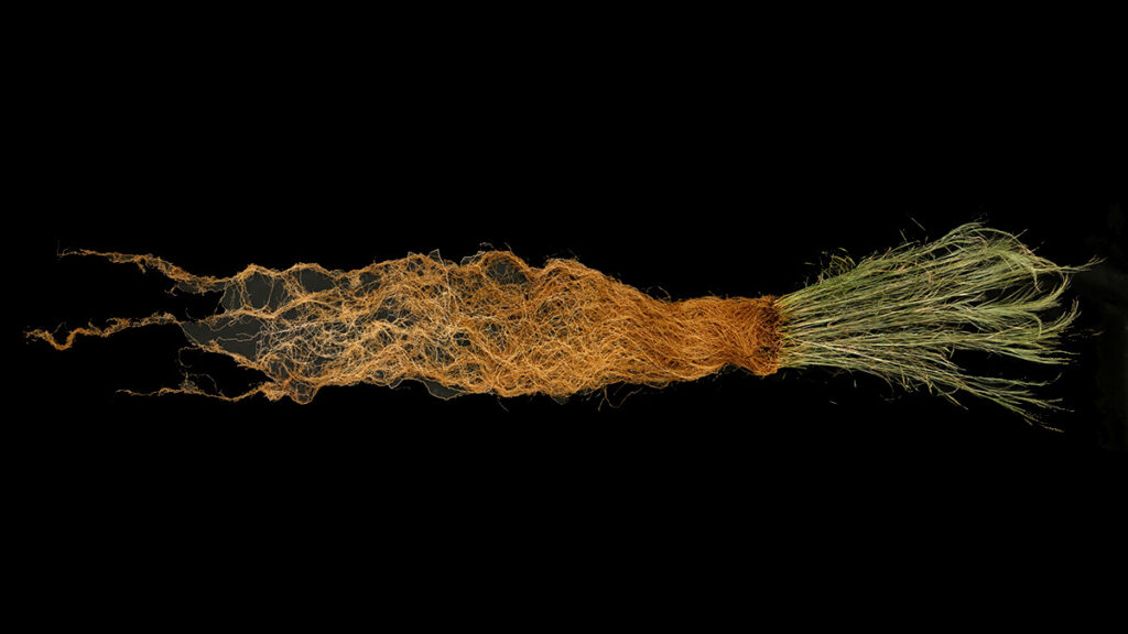 A tuft of switchgrass with its associated roots is displayed horizontally on a black background.