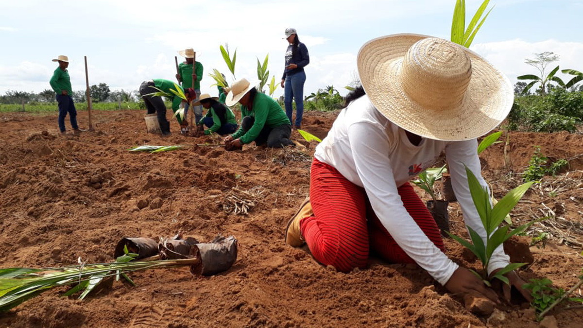 Una mujer con sombrero planta semilla al frente de la foto, mientras que un grupo de hombres y mujeres hacen lo mismo en el fondo.