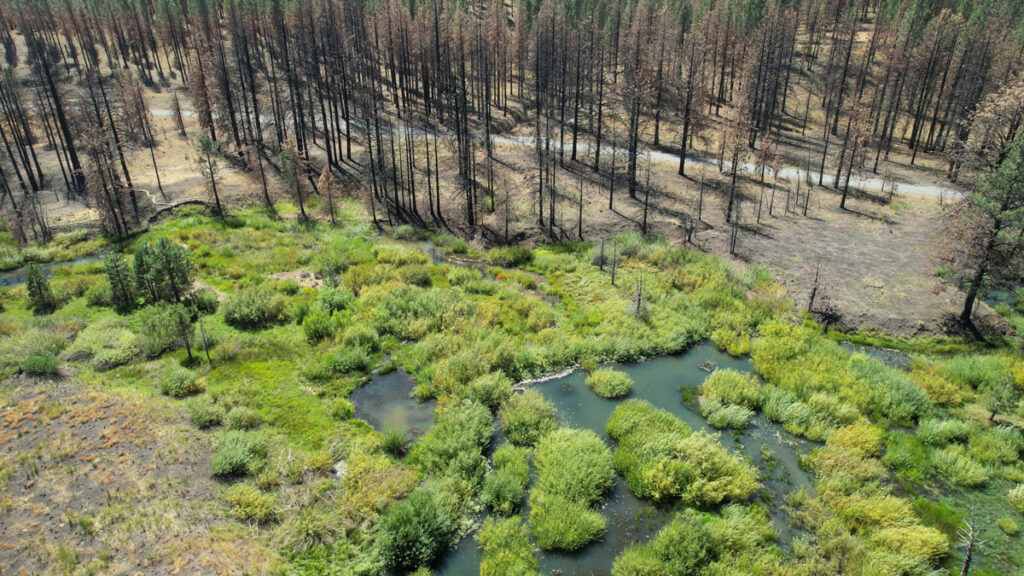 Lush greenery surrounding small blue-green ponds sits in stark contrast to the burnt landscape and trees in the background.