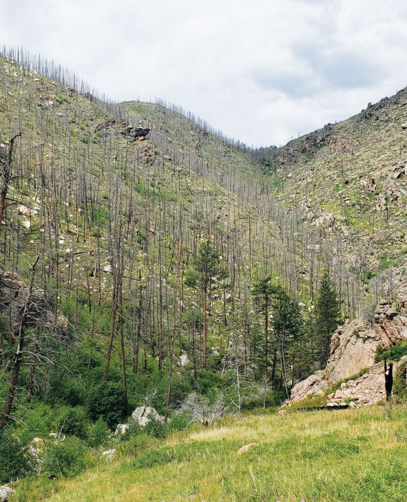 Aftermath of the 2012 High Park fire in Colorado.