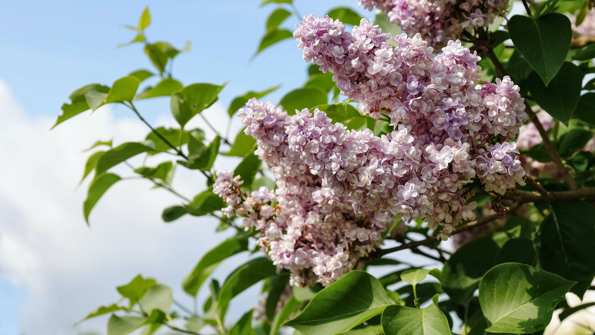 Close-up of a flowering lilac shrub.