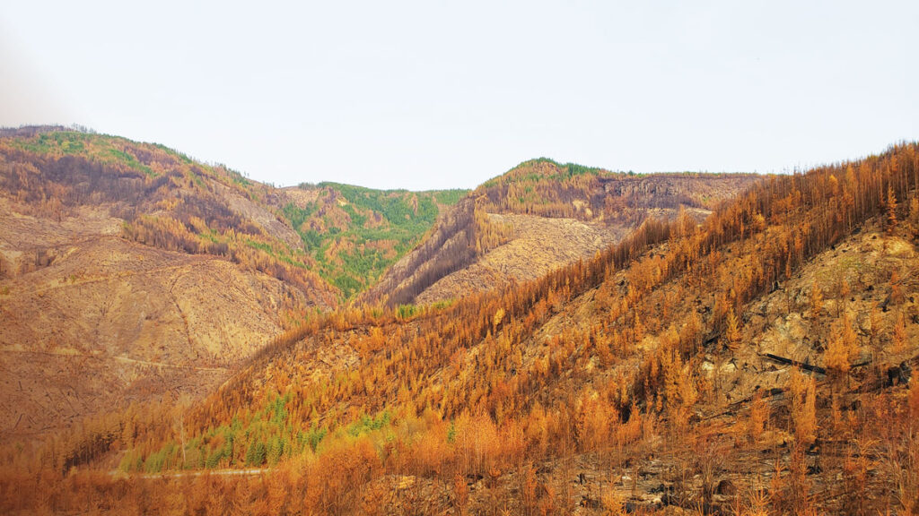 Refugia dot a hillside in the western Cascades after the 2020 Holiday Farm Fire, one of the largest blazes in Oregon’s history.