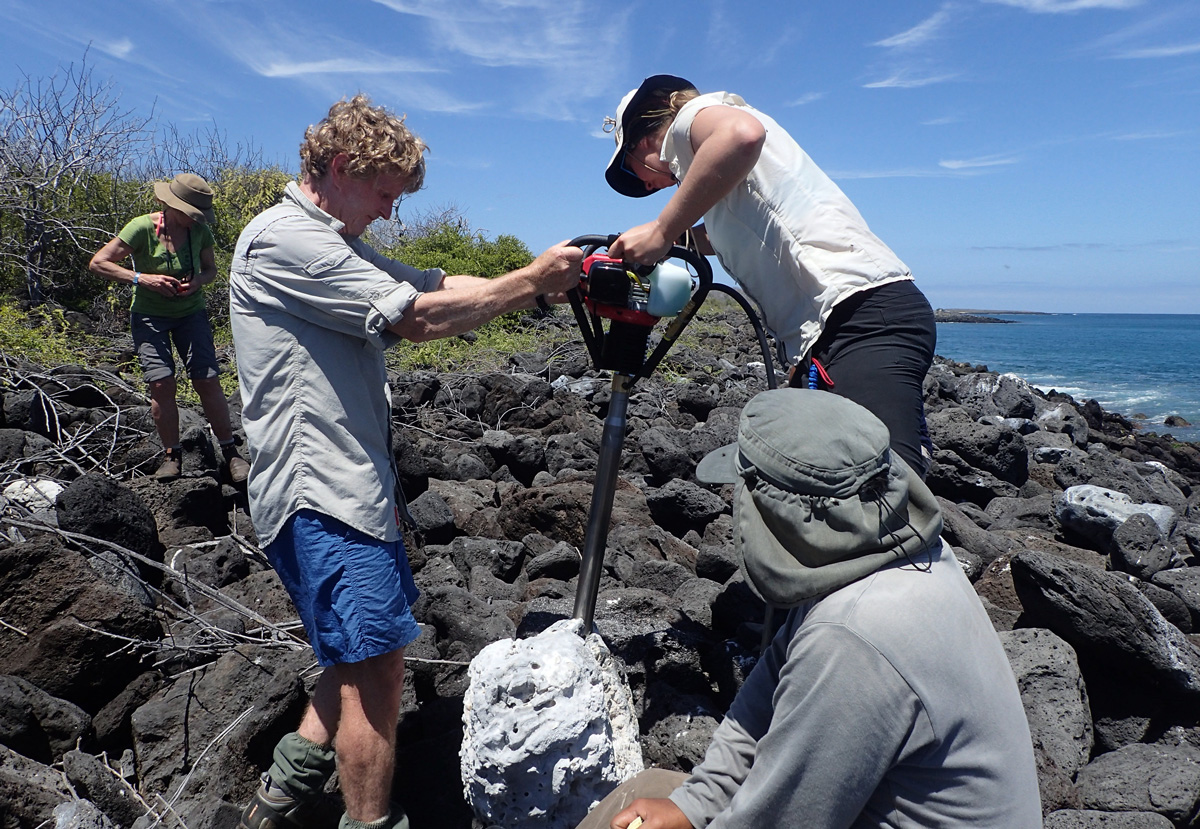 Two people, flanked by two observers, stand among a field of boulders, guiding a large hand drill through the length of a white fossilized coral.