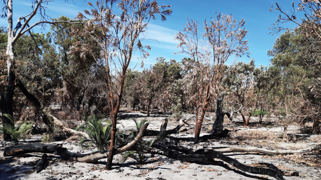 The charred effects of bushfires at The Spectacles Wetlands, Western Australia.