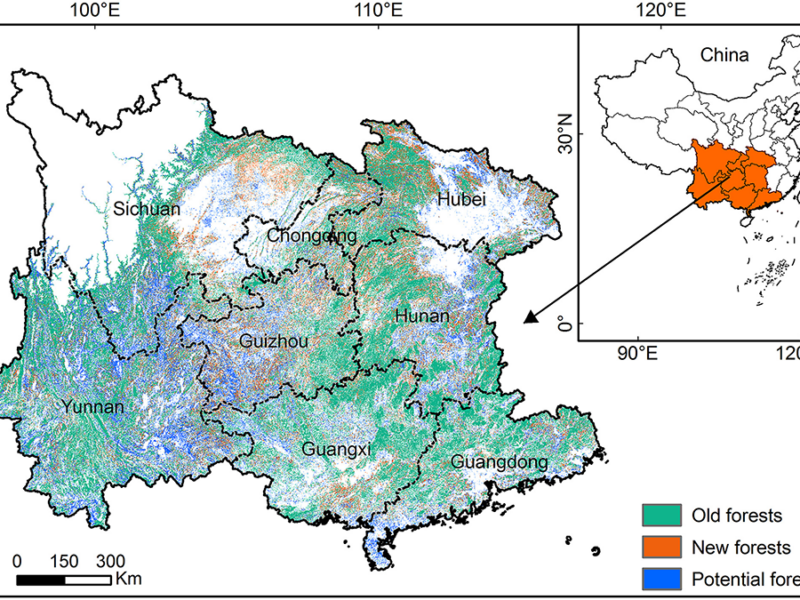 Quantifying the Potential of Forestation for Carbon Storage