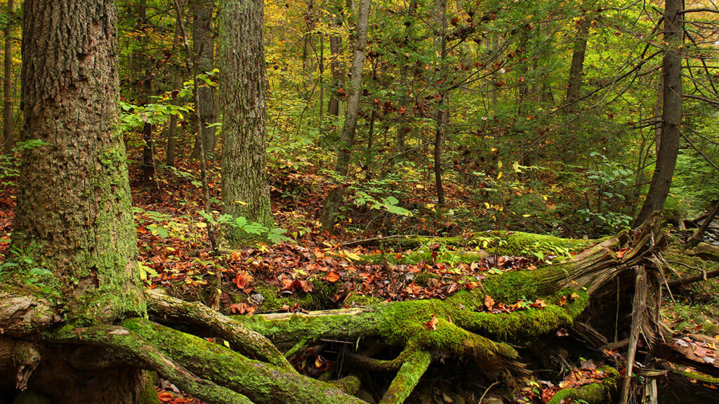A forest scene depicts the base of several hemlock trees with their roots exposed.