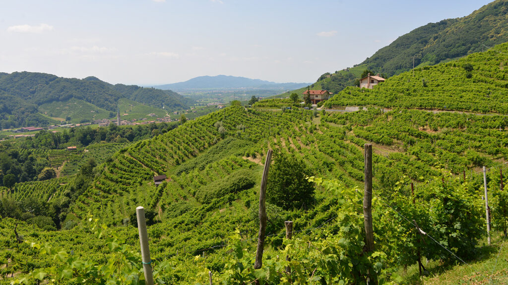 A vineyard growing on a mountain slope with several other mountains visible in the background