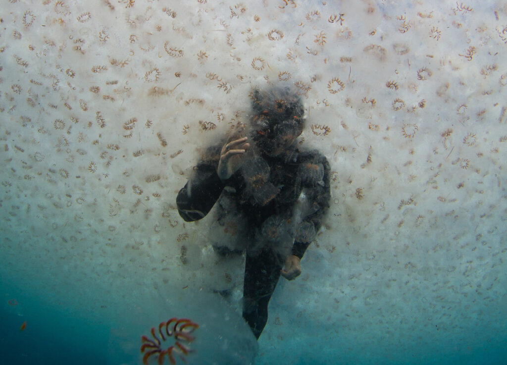 A person in a wetsuit wades through an underwater cloud of salps.