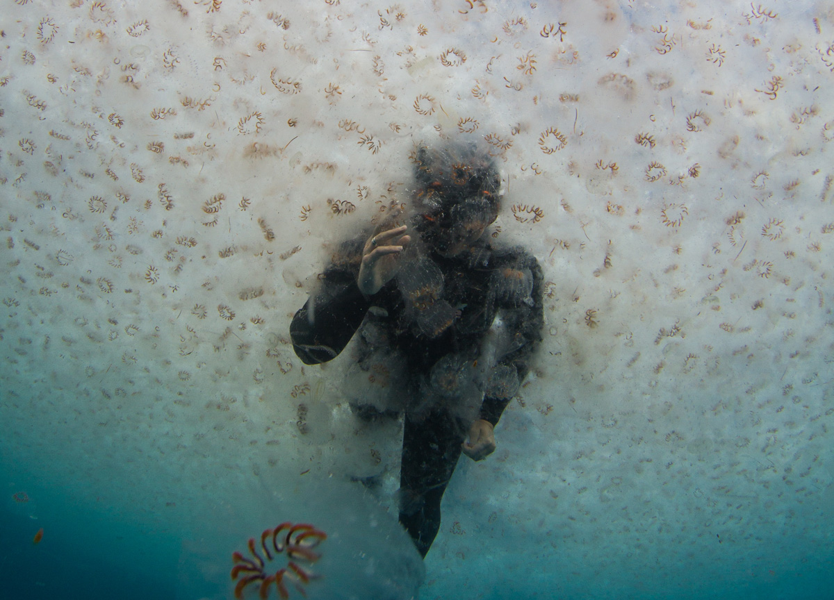 A person in a wetsuit wades through an underwater cloud of salps.
