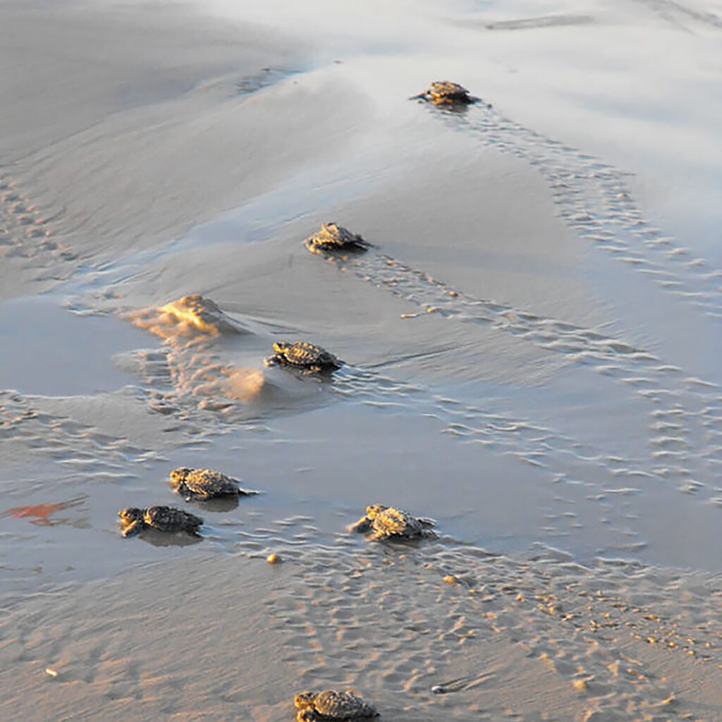 Sea turtle hatchlings scramble across a sandy beach to the sea.