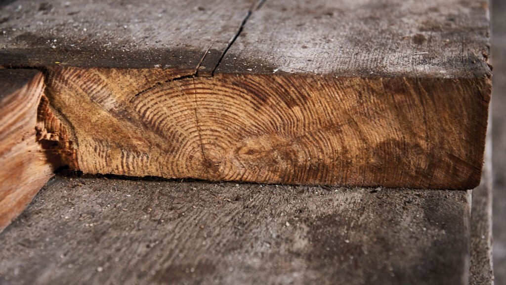 Tree rings shown on a cut piece of timber