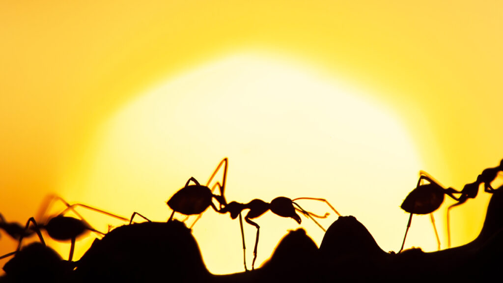 Three ants crawl on a vine. The ants and the vine are seen in silhouette with a yellow sunset behind them.