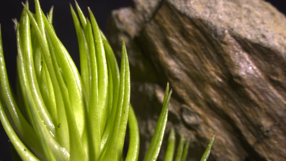 Plants with thick, fleshy, pointed green leaves in the foreground, brown fossil in the background