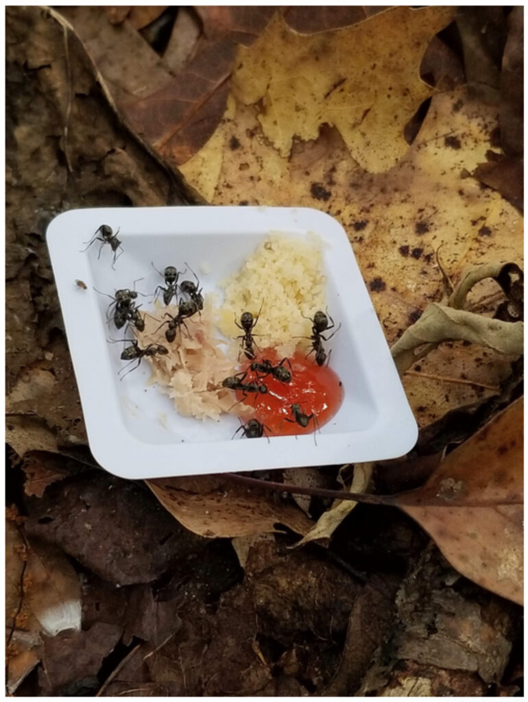 Black ants swarm around a shallow white plate containing different foods. The bait is sitting on a leafy forest floor.