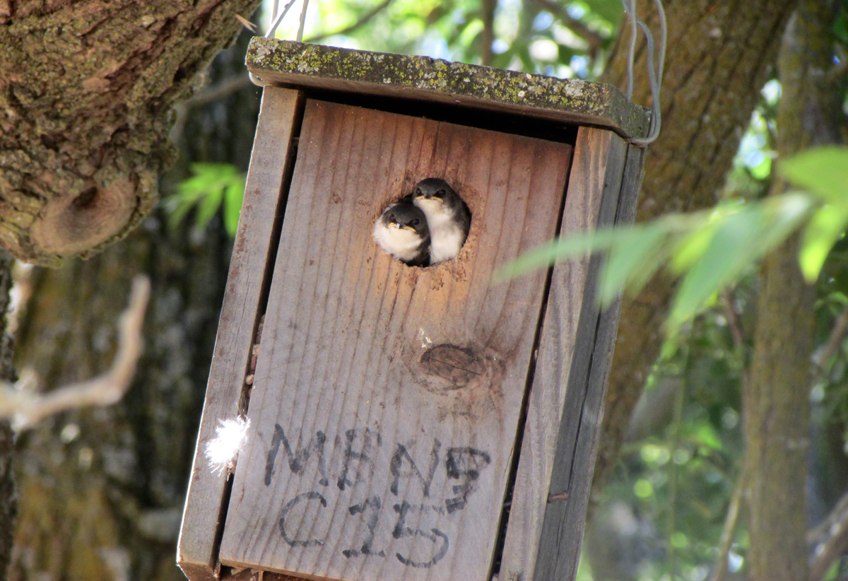 Climate Extremes Threaten California?s Central Valley Songbirds - Eos