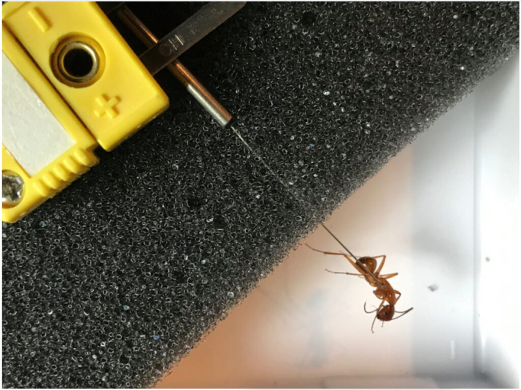 A red ant is posed on the end of a thermal probe that hangs over the edge of a lab bench.