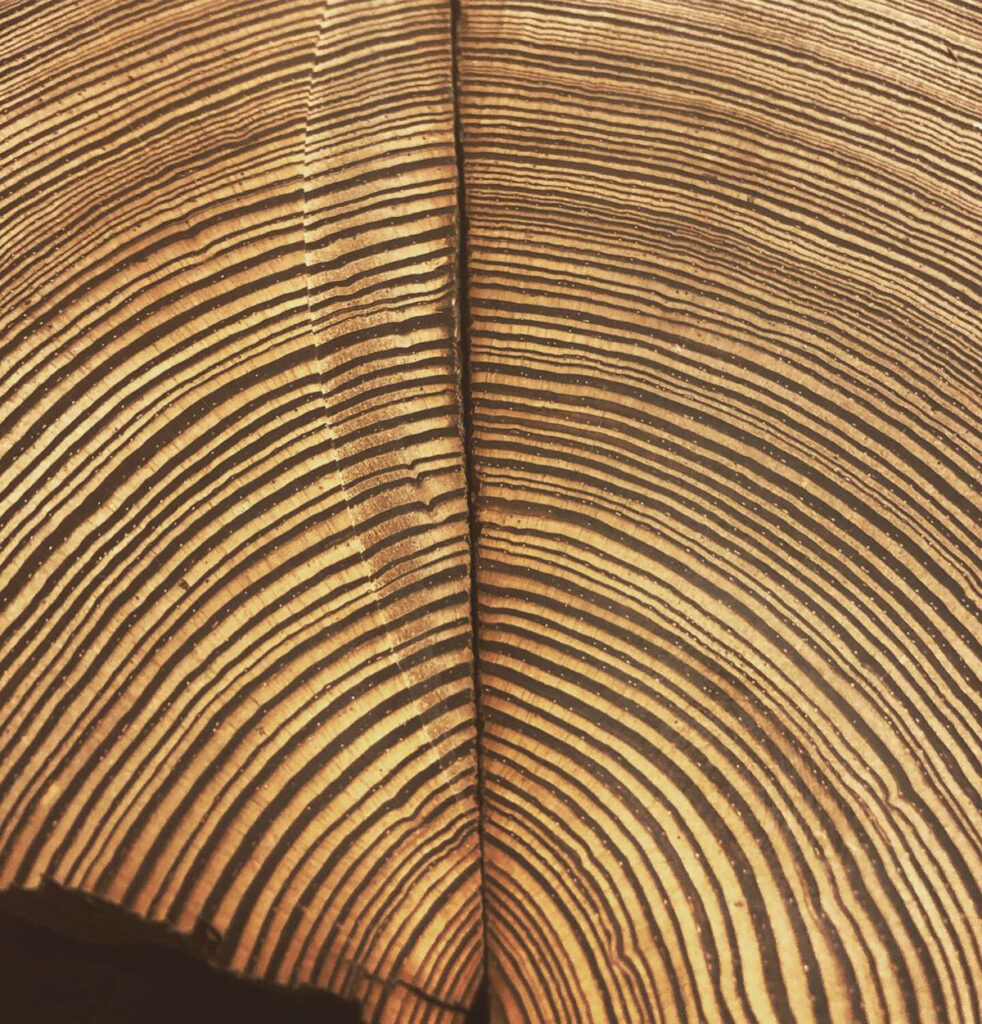 A slice of the wood shows light and dark tree rings.