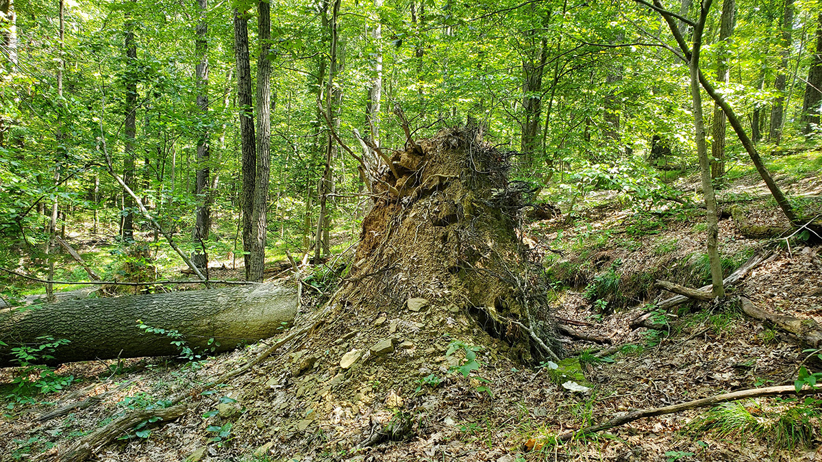 Photo of a forest floor with several downed trees. Exposed roots and dirt from a large tree are in the center.