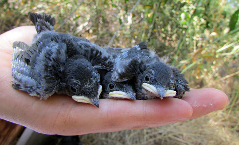 Three young tree swallows rest in a person’s hands.