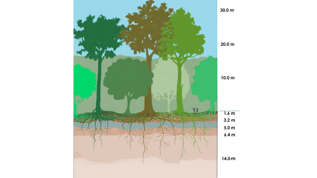 Illustration of the central Amazon rainforest