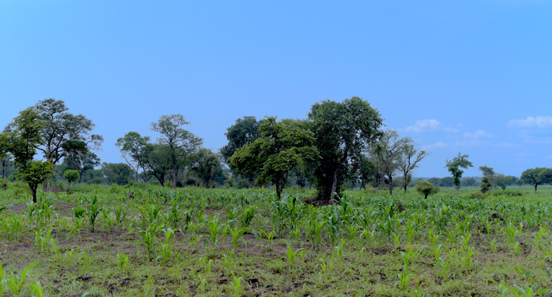 Photo of a plot of land with many recently planted tree seedlings