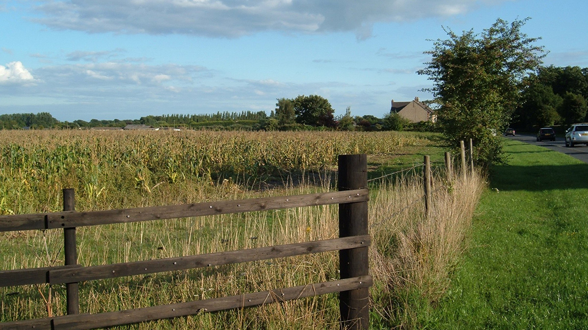 A wooden fence surrounds a field of corn. In the background, cars head toward a farmhouse.