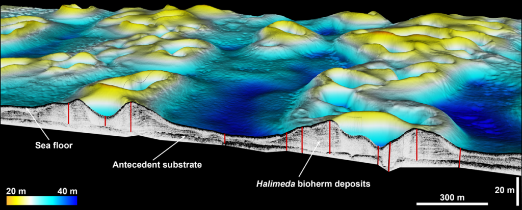 Perspective view showing seafloor topography at a bioherm site, as well as a cross section of sediment layering below the surface