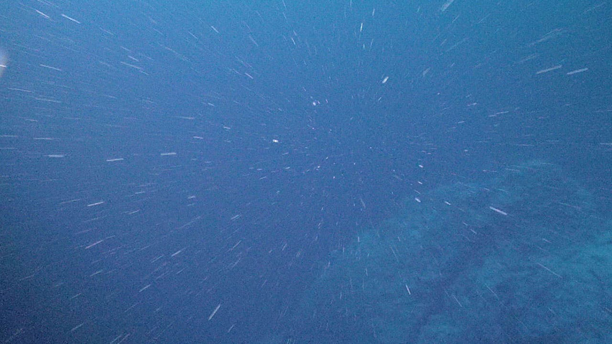 Imagen de nieve marina, el material orgánico que se hunde desde las aguas superficiales hasta la profundidad del océano.