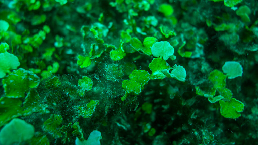 Close-up view of bright green algae fronds