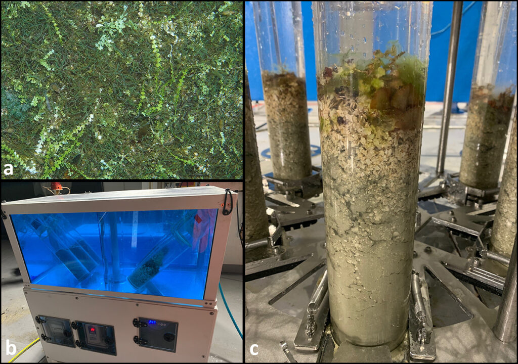 Three-panel image showing (top left) algae on the seafloor and (bottom left and right) scenes from laboratory incubation experiments