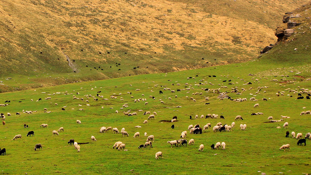 A group of sheep graze in a green field.