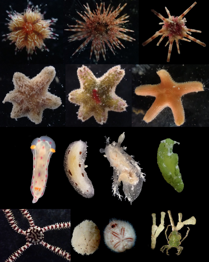 Multipanel image showing various invertebrates that inhabit Halimeda bioherms, such as urchins, sea stars, nudibranchs
