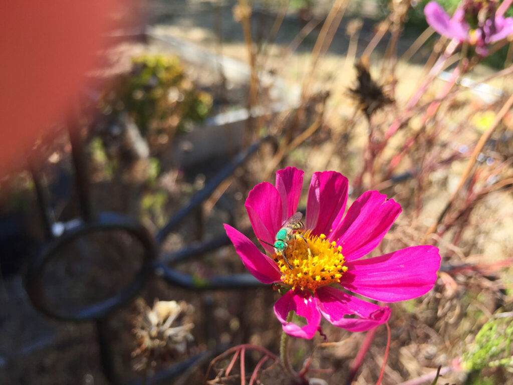 An iridescent insect on a pink flower.