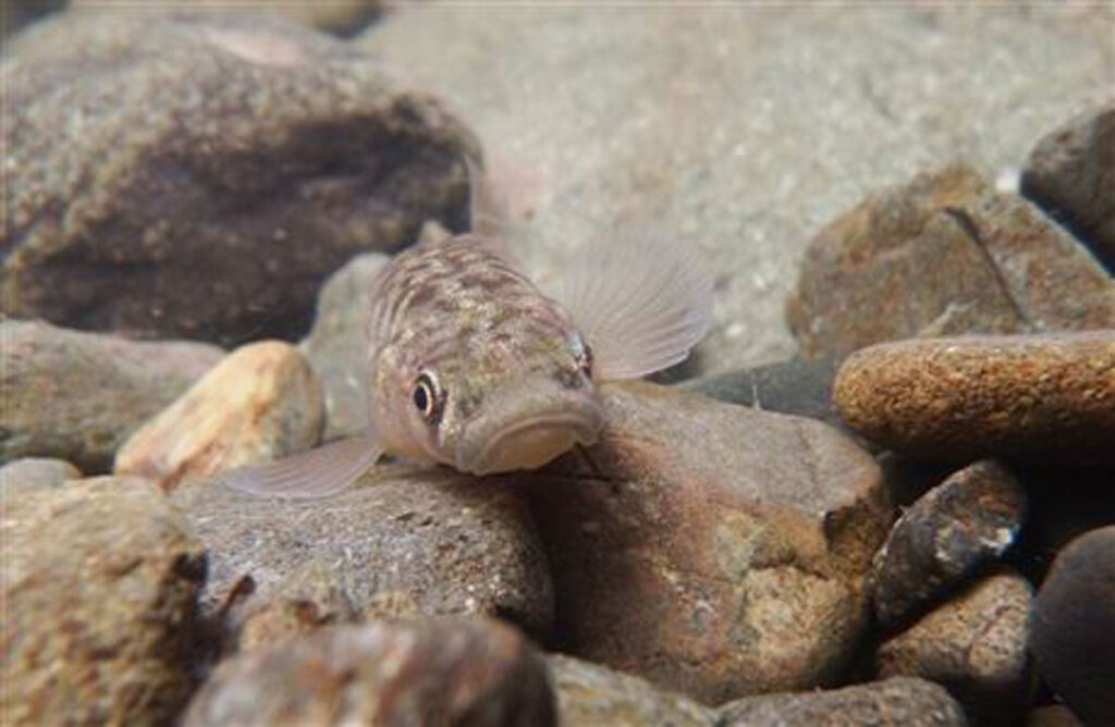 A photo of a fish swimming among rocks while facing the camera