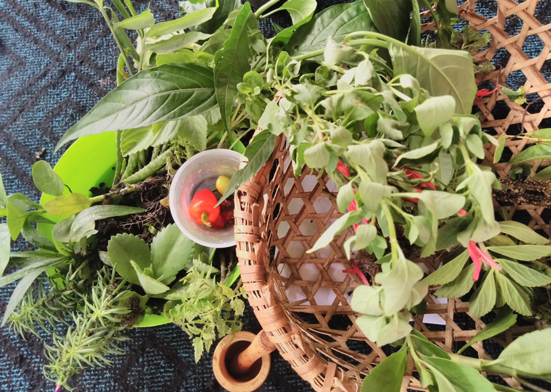 Medicinal plants in a basket at a workshop in Pará, northern Brazil