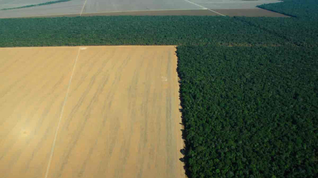 Image of soy crops