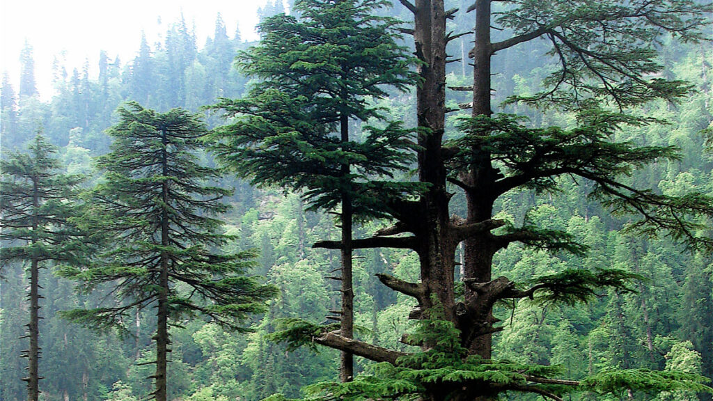 An image of a tall tree in a forest.