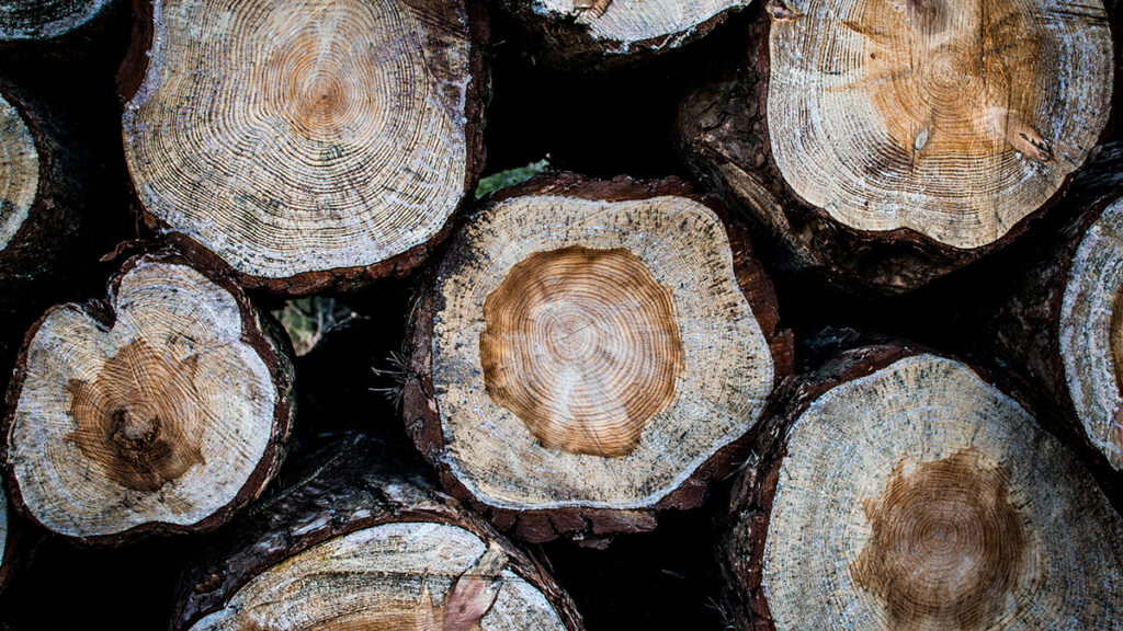 Cross sections of several logged trees reveal banded patterns of dark and light wood