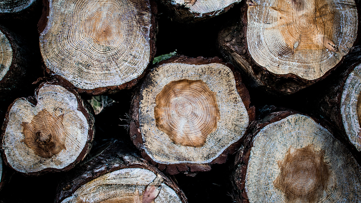 Cross sections of several logged trees reveal banded patterns of dark and light wood